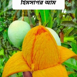 সুমিষ্ট হিমসাগর আম (১০ কেজি)