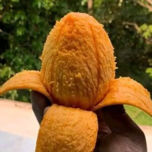 সুমিষ্ট হিমসাগর আম (২০ কেজি)